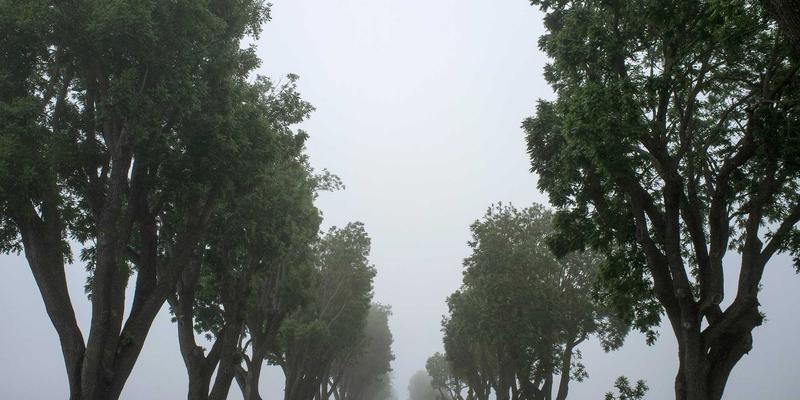灵芝与圣亨多:探索天然养生产品的千年智慧与现代应用