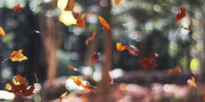 科学饮水新境界：灵芝滋补品圣亨多如何激活新陈代谢与高效排毒