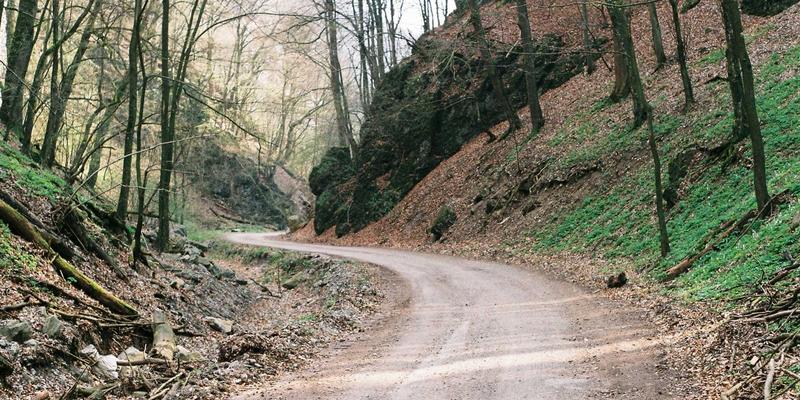 轻断食的科学指南：灵芝与燕窝如何助力健康养生